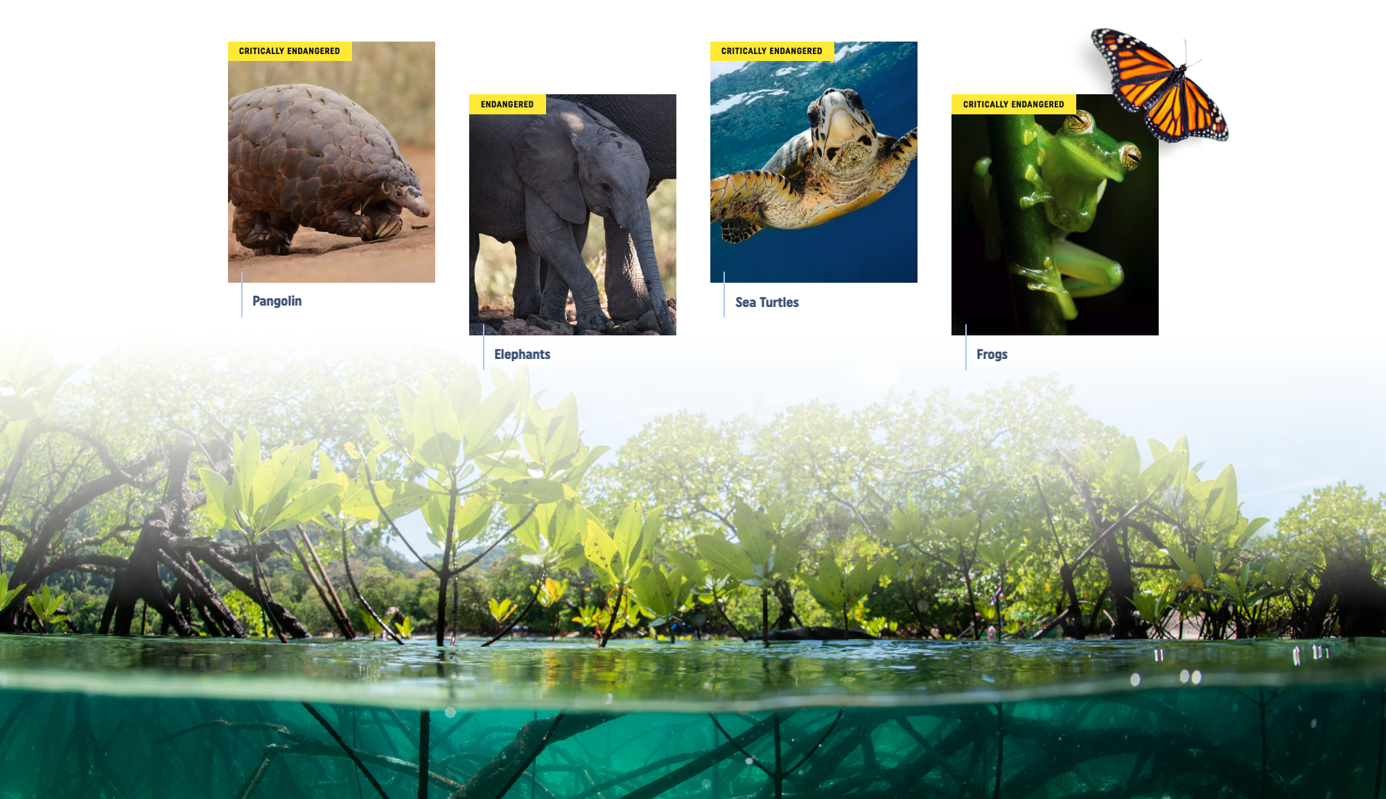 Rainforest Trust