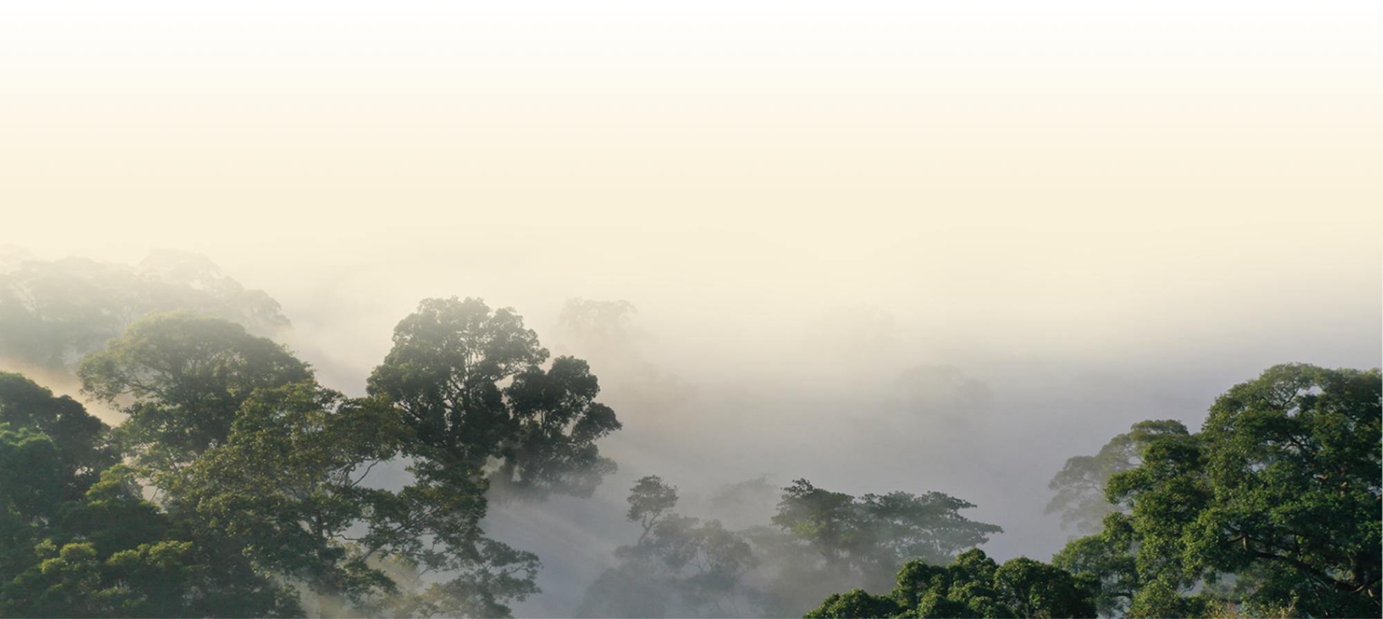 Rainforest Trust
